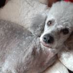 Agnes Pfraumer Profile Picture
