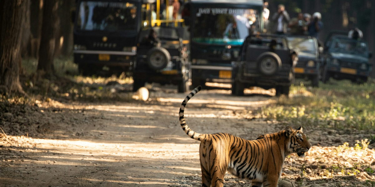 Jim Corbett Jeep Safari – Explore Wildlife Adventure with TapOnTravel