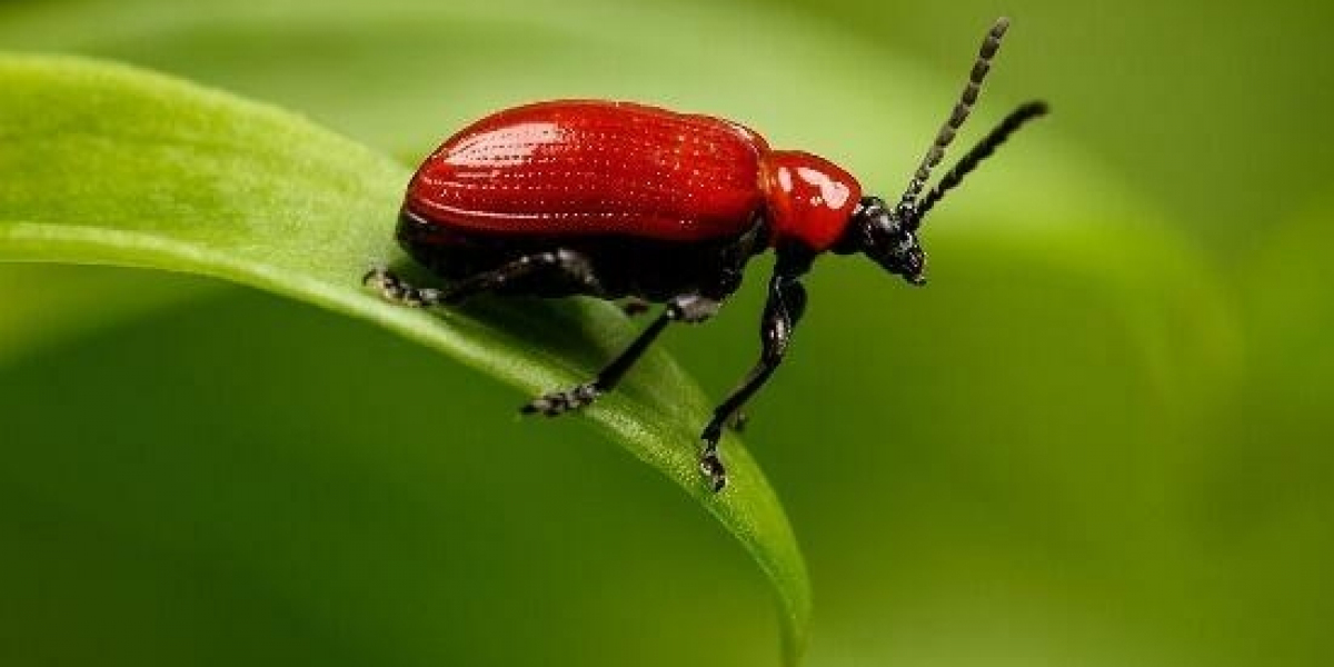 The Bet9JA promotion code this 2026 is YOHAIG